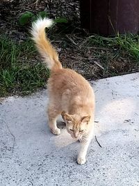 High angle view of cat looking outdoors