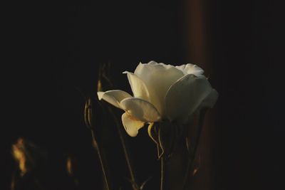 Close-up of rose against black background