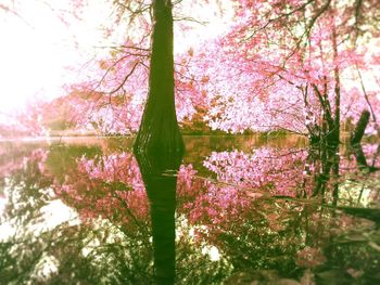 Pink flowers on tree