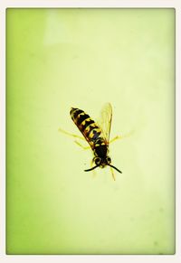 insect