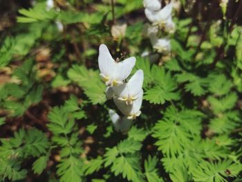 Close-up of white flowering plant