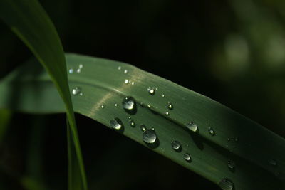 Close-up of raindrops on leaf