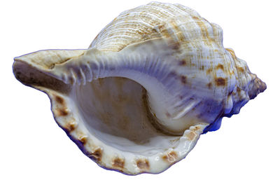 Close-up of seashell against white background