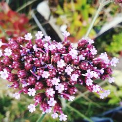 Close-up of purple flowers blooming outdoors