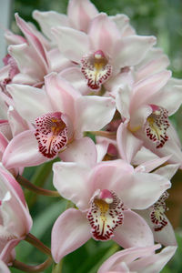 Close-up of fresh pink flowers