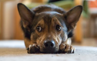 Close-up portrait of dog