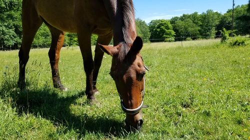 Horse grazing in a field