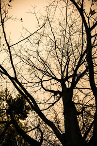 Low angle view of bare trees against sky