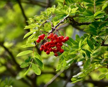 Close-up of red berries on tree