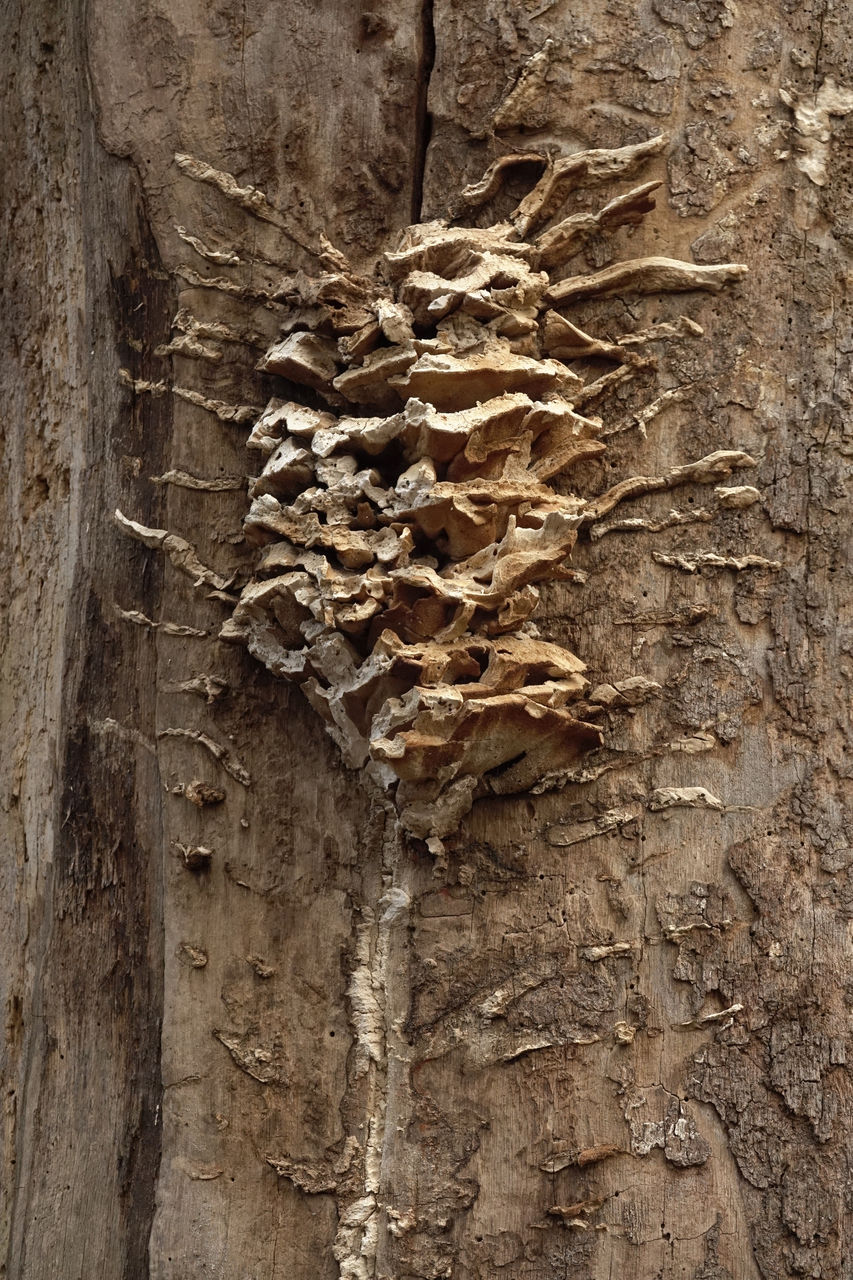 tree, trunk, wood, soil, tree trunk, no people, textured, nature, plant, close-up, day, geology, leaf, ancient history, brown, outdoors, plant bark, full frame, rough, backgrounds, pattern, branch, rock