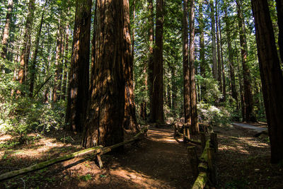 Trees in forest