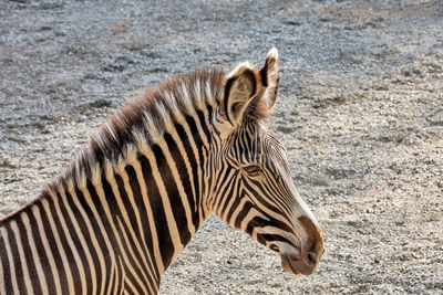 Close-up of zebra head