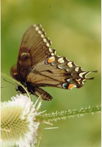 Close-up of butterfly pollinating on flower