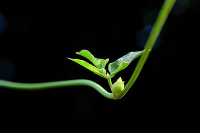 Close-up of green plant over black background