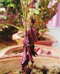 Close-up of red flower