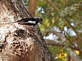 Close-up of bird holding insect and perching on tree trunk