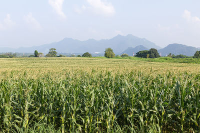 Scenic view of agricultural field against sky