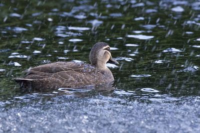 Duck swimming in lake