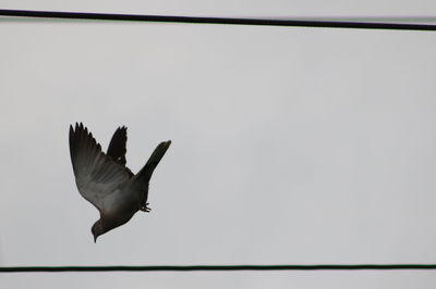 Low angle view of bird flying against clear sky