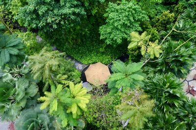 Plants and trees
