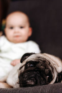 Pug dog with baby