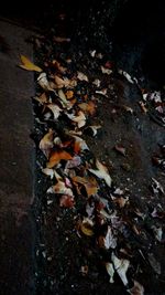 Close-up of autumn leaves at night