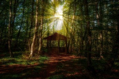 Pine trees in forest