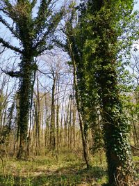 Trees growing in forest