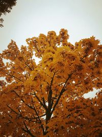 Low angle view of yellow tree against sky