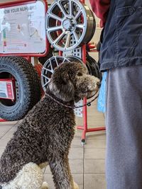 Rear view of man with dog standing at home