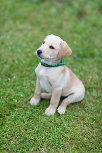 Dog looking away on field