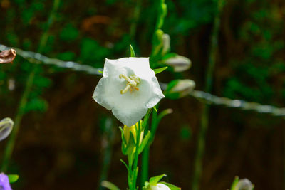 Close-up of white rose