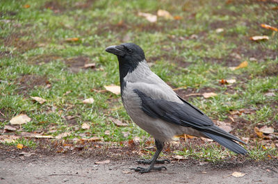 Close-up of bird perching on a land
