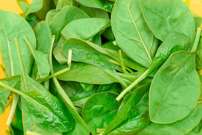 Full frame shot of green leaves