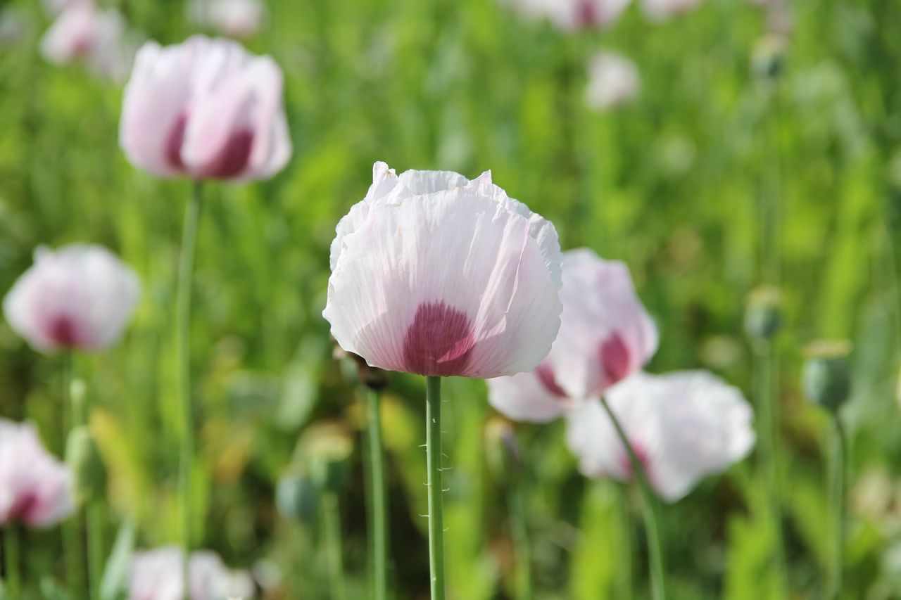 flower, freshness, growth, fragility, petal, beauty in nature, focus on foreground, flower head, stem, nature, field, plant, blooming, close-up, selective focus, in bloom, pink color, bud, day, outdoors