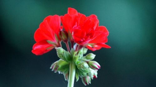 Close-up of pink flower against white background