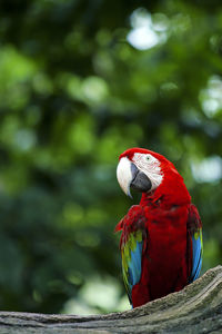 Close-up of scarlet macaw