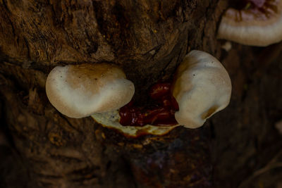 Close-up of mushrooms growing on tree trunk