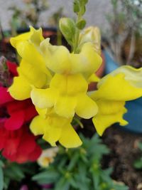 Close-up of yellow flowering plant