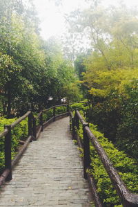 Narrow pathway along trees