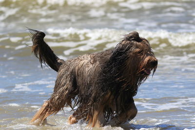 Close-up of a dog on beach