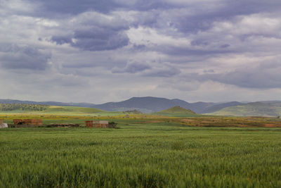 Scenic view of agricultural field against sky