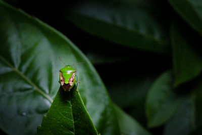 Close-up of insect on leaf