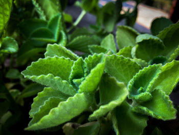 Full frame shot of green leaves