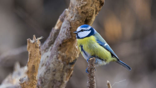 Close-up of bird perching outdoors