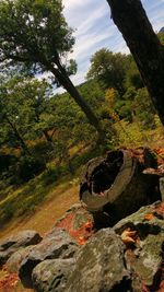 Scenic view of forest against sky