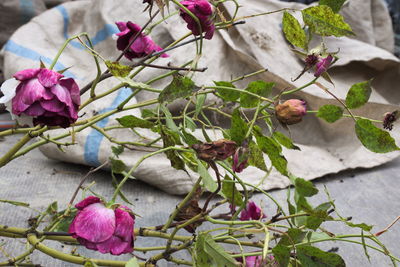 Close-up of pink roses