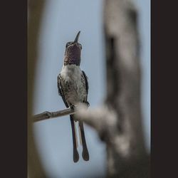 Bird perching on railing