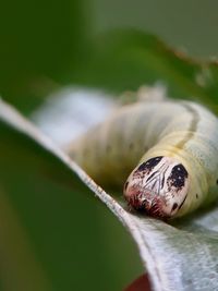 Close-up of insect on leaf