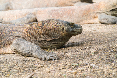 Close-up of lizard on sand at beach